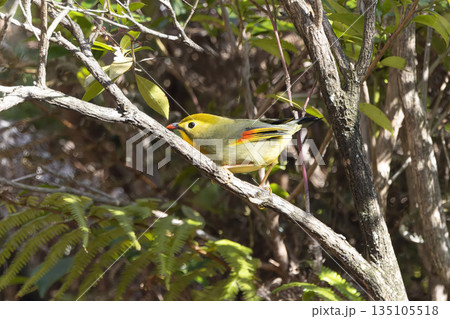 枝にとまるソウシチョウ 枝にとまるソウシチョウ 135105518