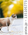 イチョウ並木と野良猫 135105773