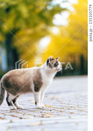 イチョウ並木と野良猫 135105774