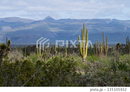 Cardon cactus rising in the desert of Baja California Sur, Mexico 135105932