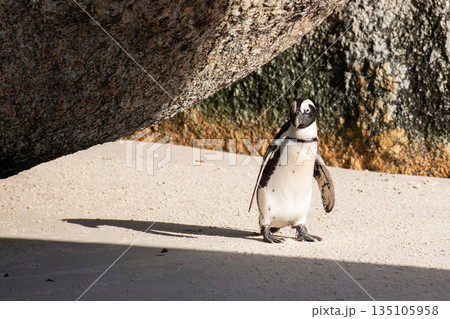 African penguin walking on the beach under a rock in South Africa African penguin walking on the beach under a rock in South Africa 135105958