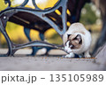 公園のベンチ下で食事をする猫 135105989
