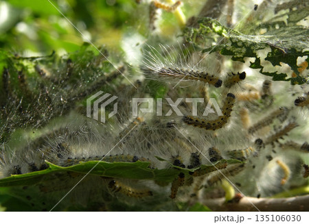 Macro Shot of Caterpillar Nest on Plant at Vegetation Season  135106030