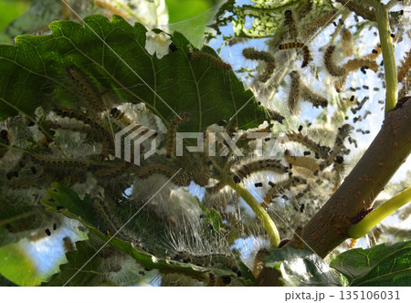 Web Nest Of The Silk Worms On A Tree Branch Close Up  135106031
