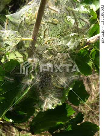 Detailed Vertical Photo of Tent Caterpillars in a Web. Silkworms In The Web On A Tree Branch Macro Shot 135106032