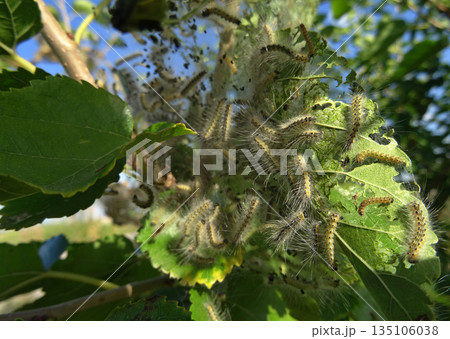 Close Stock Photo of Eastern Tent Caterpillars on Tree Leaves. Silkworms In The Web On A Branch Of Mulberry Tree Macro Shot  135106038