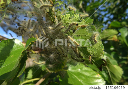 Silkworms Building Cocoons On The Mulberry Tree. Macro Photo of of Tent Caterpillars on Tree Leaves  135106039