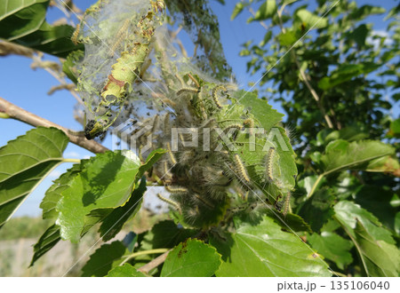 Silkworms Building The Webs On The Mulberry Tree. Close Up Stock Photo of Tent Caterpillars on Tree Branch 135106040