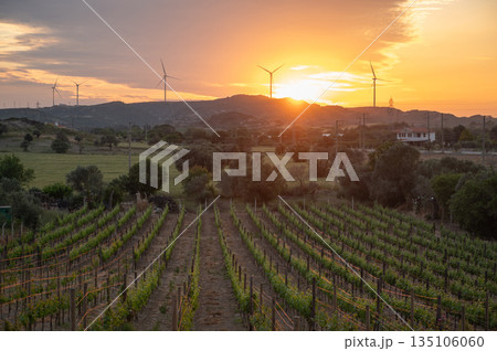 Vibrant Vineyard Landscape at Sunset with Wind Turbines 135106060