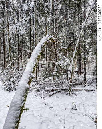 Serene Winter Forest with Snow-Covered Trees 135106073