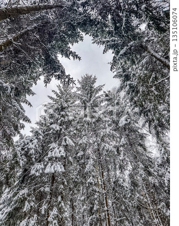 Looking Up Through Snow-Covered Trees in a Winter Forest 135106074
