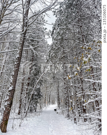 Dog Walking on a Snowy Forest Trail 135106075