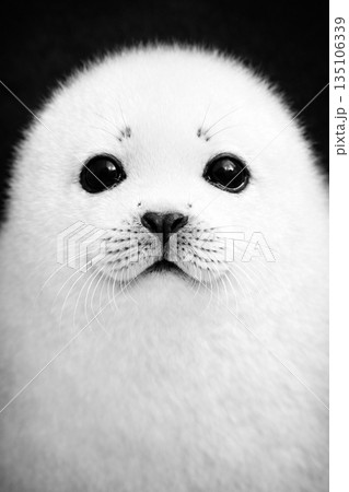 アザラシ アザラシ 135106339