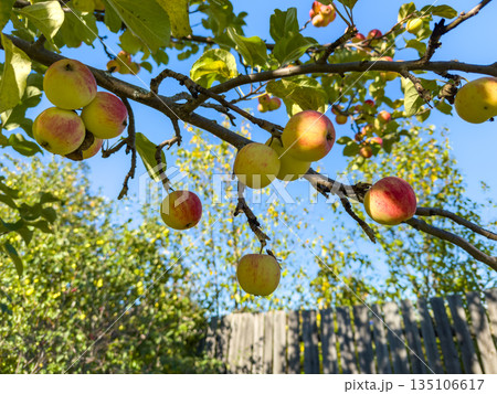 A close-up view of a fruit tree branch with ripe apricots and green leaves. A wooden fence is visible in the background under a clear blue sky. A close-up view of a fruit tree branch with ripe apricots and green leaves. A wooden fence is visible in the background under a clear blue sky. 135106617