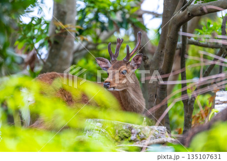 ヤクシカの雄雌 警戒 世界自然遺産屋久島(春 ヤクシカの雄雌 警戒 世界自然遺産屋久島(春 135107631