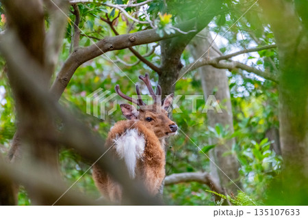 ヤクシカの雄雌 警戒 世界自然遺産屋久島(春 ヤクシカの雄雌 警戒 世界自然遺産屋久島(春 135107633