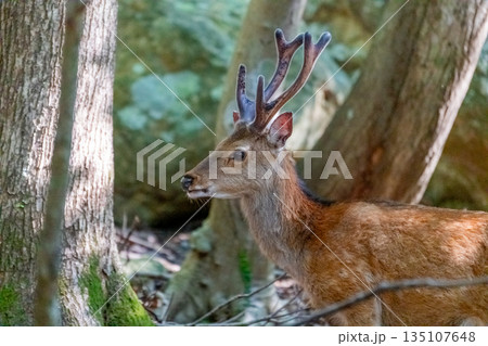 ヤクシカの雄　くつろぐ　世界自然遺産屋久島(春 135107648