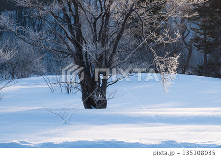 北海道極寒の朝雪に覆われた冬の雑木林の樹氷の有る風景 135108035