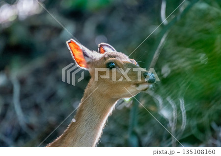 ヤクシカの雌　警戒　世界自然遺産屋久島(春 135108160