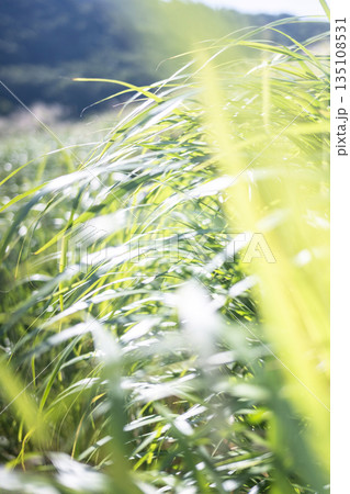 風にキラキラ揺れる夏草 135108531