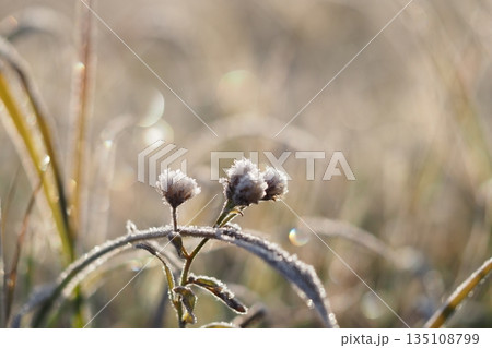 草の花と霜 草の花と霜 135108799