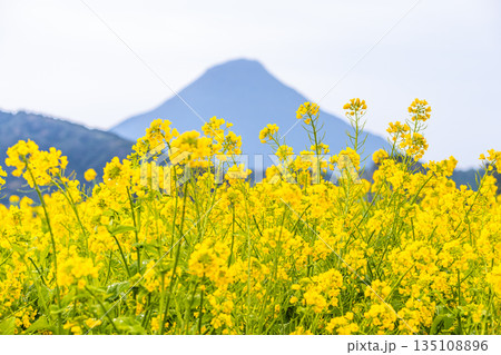 菜の花畑 指宿市池田湖畔と開聞岳(冬 菜の花畑 指宿市池田湖畔と開聞岳(冬 135108896