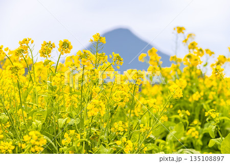 菜の花畑 指宿市池田湖畔と開聞岳(冬 菜の花畑 指宿市池田湖畔と開聞岳(冬 135108897