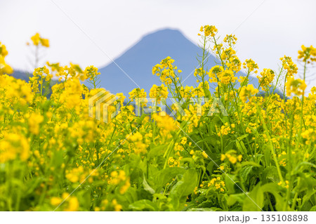 菜の花畑 指宿市池田湖畔と開聞岳(冬 菜の花畑 指宿市池田湖畔と開聞岳(冬 135108898