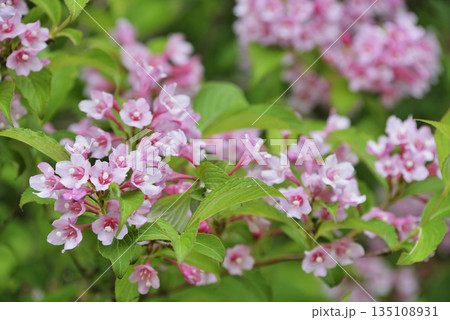 タニウツギ 135108931