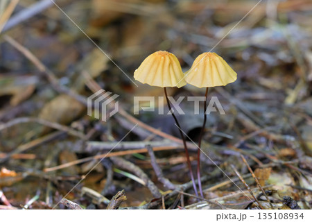 ハリガネオチバタケ 135108934