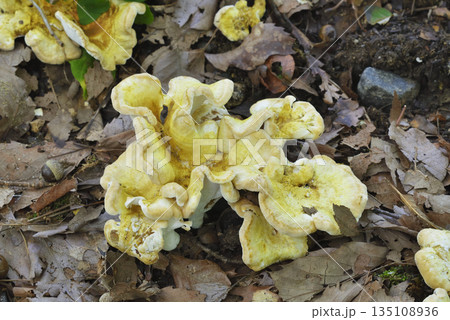 コウモリタケ 135108936