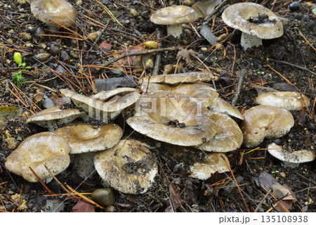 クロハツモドキ 135108938