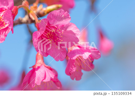 カンヒザクラ バラ科 神が宿る屋久島(冬 カンヒザクラ バラ科 神が宿る屋久島(冬 135109334
