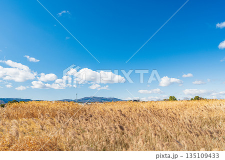 国営平城宮跡歴史公園　冬枯れの野原　奈良市 135109433