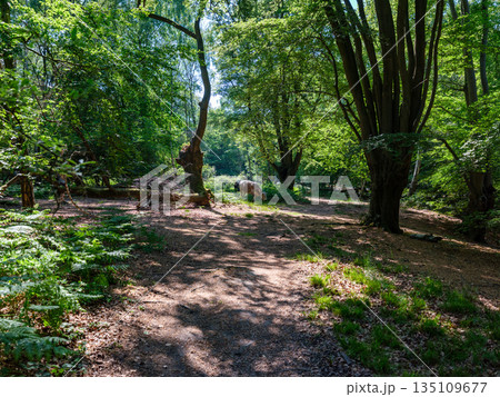 Group of domestic cows moving through a forest path surrounded by dense green trees Group of domestic cows moving through a forest path surrounded by dense green trees 135109677