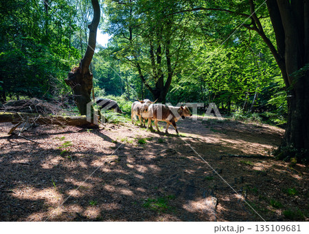 Domestic cows grazing and walking along forest path in lush green woodland during summer 135109681
