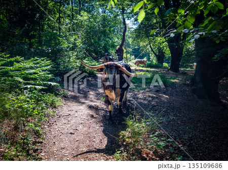 Domestic cows grazing and walking along forest path in lush green woodland during summer Domestic cows grazing and walking along forest path in lush green woodland during summer 135109686