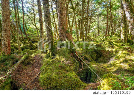 白駒池で見た癒やしの森林浴、一面に広がる苔の絨毯と木漏れ日の風景 白駒池で見た癒やしの森林浴、一面に広がる苔の絨毯と木漏れ日の風景 135110199