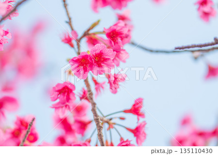 カンヒザクラ 神が宿る島 屋久島(冬 カンヒザクラ 神が宿る島 屋久島(冬 135110430