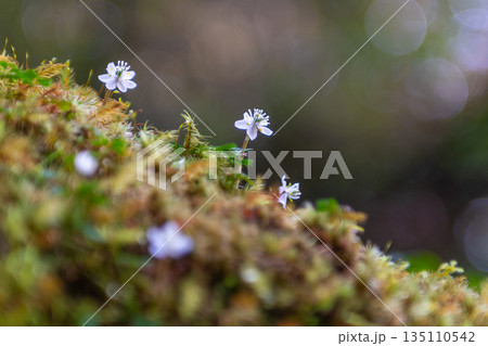 オオゴカヨウオウレン　固有種　屋久島白谷雲水峡(冬 135110542