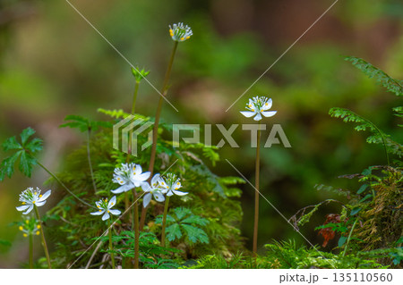 オオゴカヨウオウレン 固有種 屋久島白谷雲水峡(冬 オオゴカヨウオウレン 固有種 屋久島白谷雲水峡(冬 135110560