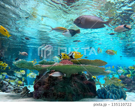 水族館のサンゴ礁 135110722