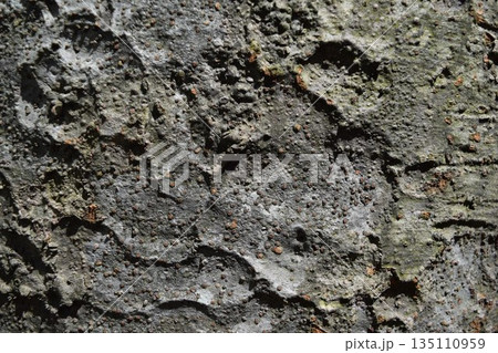 ケヤキの表皮 135110959