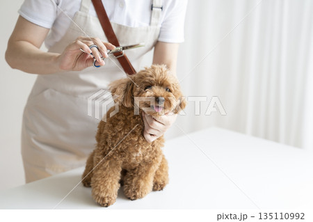 サロンでトリミング中のトイプードル サロンでトリミング中のトイプードル 135110992