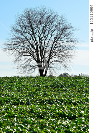 茶畑から望む 晩秋のウワミズザクラの立木 比良の丘 所沢市 茶畑から望む 晩秋のウワミズザクラの立木 比良の丘 所沢市 135110994