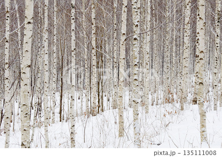 Snowy winter landscape in a biirch forest. 135111008