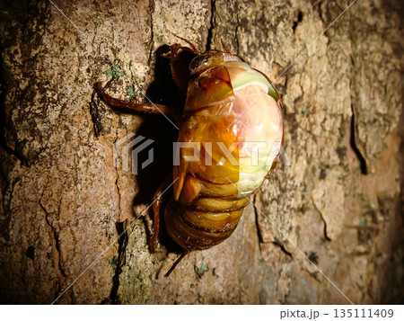 アブラゼミの羽化　背中が割れる　芦花公園　東京都世田谷区粕谷 135111409