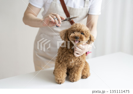 ドッグサロンでトリミング中のトイプードル　 135111475