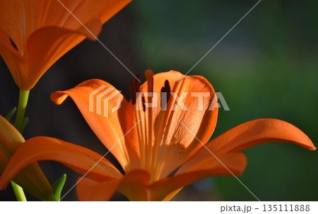 百合の花 百合の花 135111888