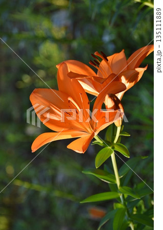 百合の花 百合の花 135111889